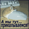 lAssaSin